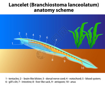 血管瘤Lancelet分流体化学解剖方案矢量长片是PhylumChordata的成员插画