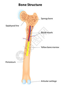 长骨体解剖图片