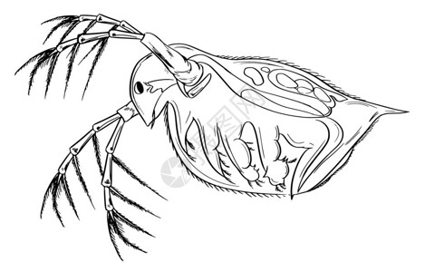 西台吉乃尔湖原生动物水蚤的草图插画