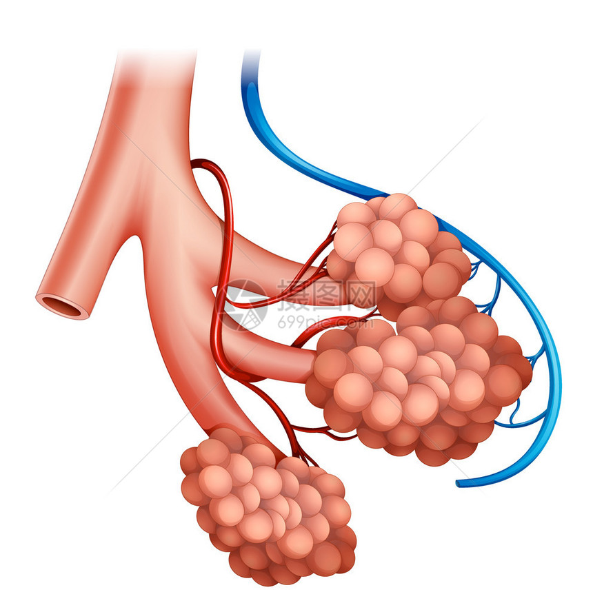 人体肺泡结构示意图图片