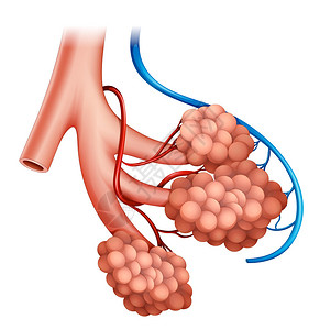 人体肺泡结构示意图图片