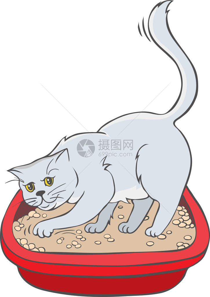 托盘中的猫图片