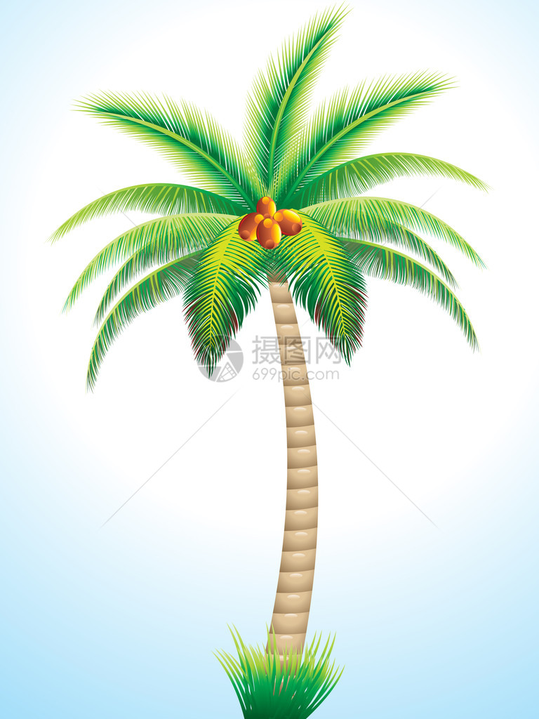 详细的棕榈树与椰子矢量图图片
