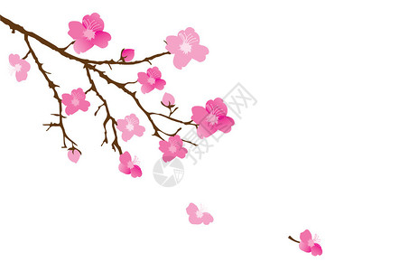矢量樱花背景图片