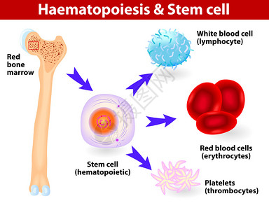 造血干细胞捐献产生所有血细胞的造血干细胞插画