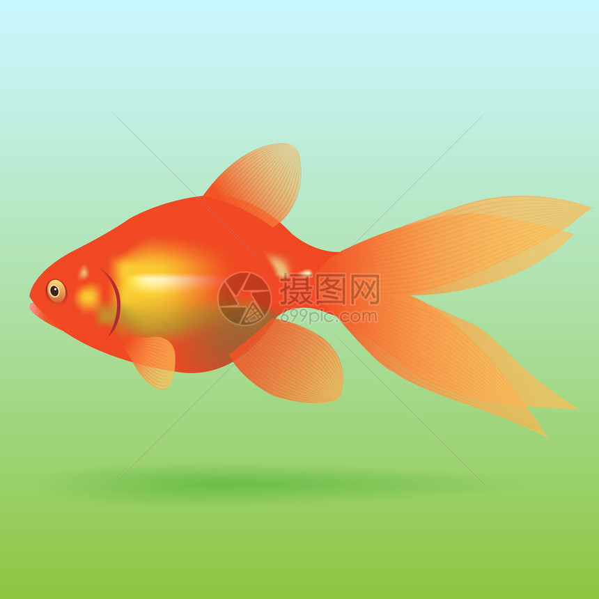 Goldfish位于绿色蓝底背图片