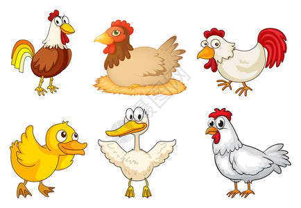 白色背景上的公鸡母鸡和小鸭的插图图片