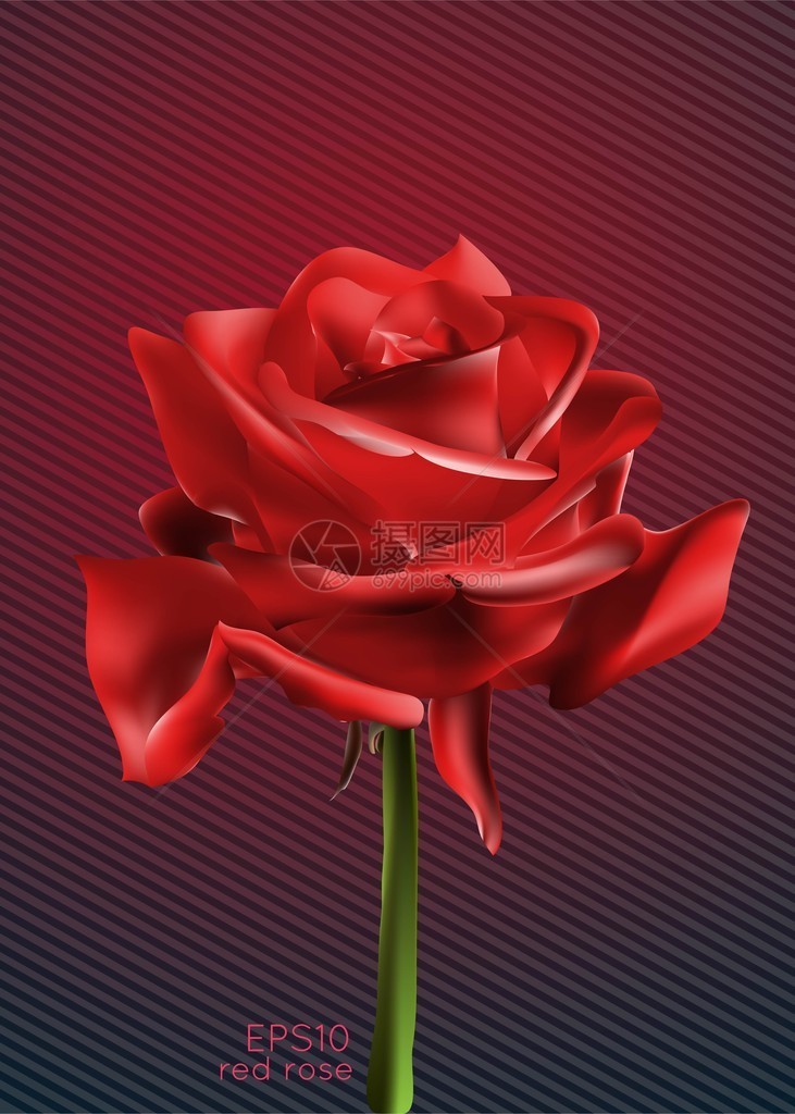美丽的红玫瑰矢量图图片