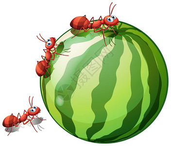 白色背景上的西瓜和蚂蚁的插图图片