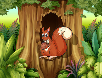 松鼠在空洞中拿着坚果的插图图片