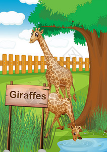 木栅栏内的长颈鹿插图图片