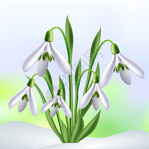 春天背景中的雪花莲图片