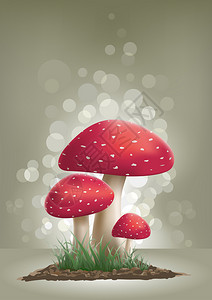 飞木耳蘑菇图片