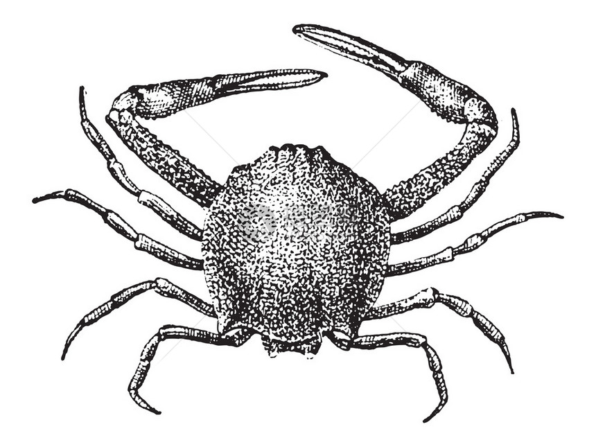 Leucosiid蟹或Leucosiidae图片