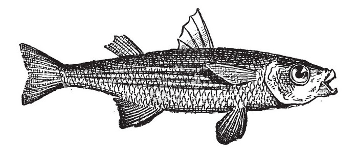 尤吉尼灰鲻鱼或鲻鱼科插画