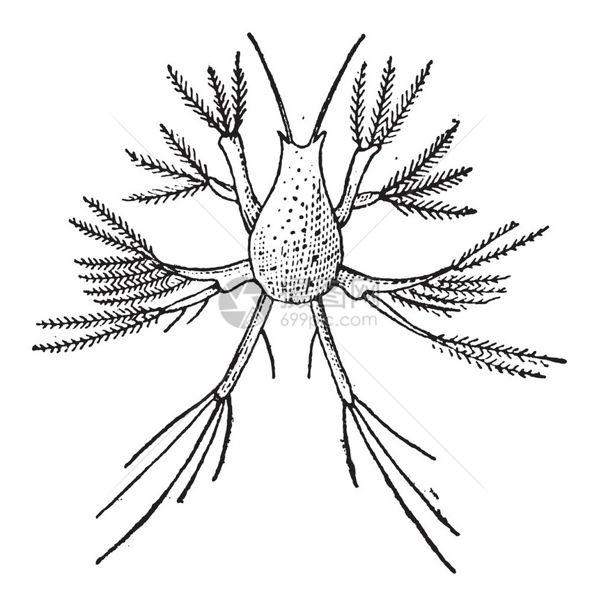 桡足类或桡足类图片