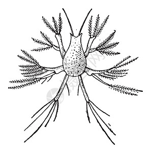 甲壳素桡足类或桡足类插画