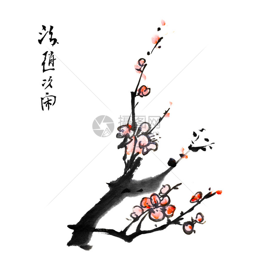 画的花梅花白色背景图片