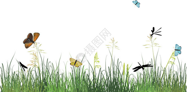 用白色背景的蝴蝶和草用蝴图片