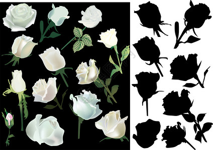 带有白色和黑色玫瑰花系列的插图背景图片