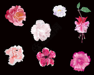 粉边康乃馨用在黑色背景上隔离的粉插画