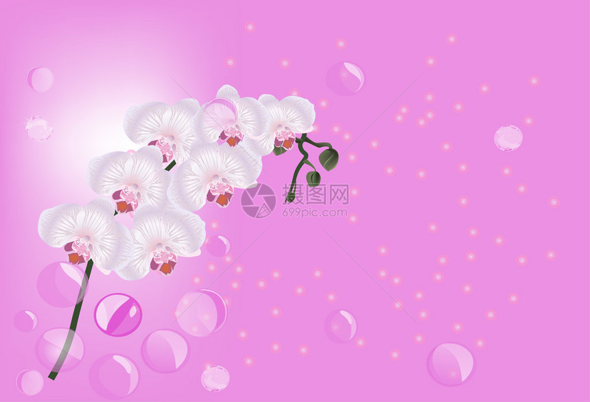 带有粉红色兰花装饰的插图图片