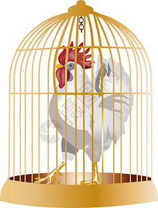 插图与公鸡在笼子里隔离在白色背景图片