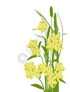 插图与白色背景上的黄色花束图片