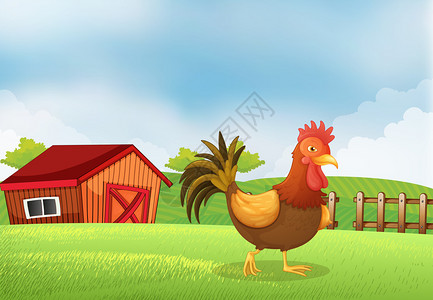 卢塞塔农场里有只公鸡后面有插画