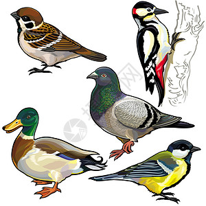 手部与手指的关节前面观与野生欧洲鸟类一起设置边观白色背景孤插画