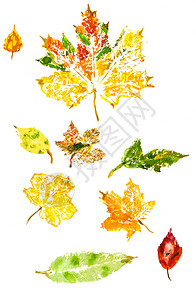 具有不同秋叶的单型背景图片