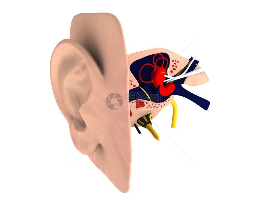 人类耳朵图片