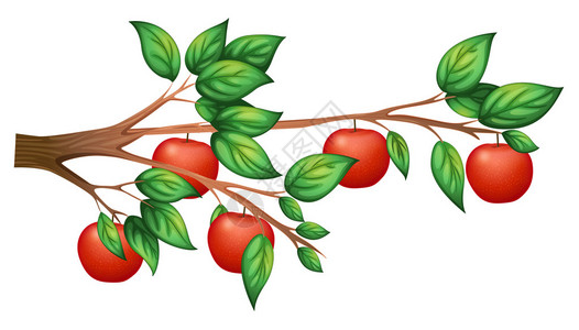奥耶瓦斯多普白色背景上的苹果树插画