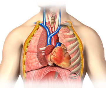 胸腔解剖切开的人类心脏与主血图片