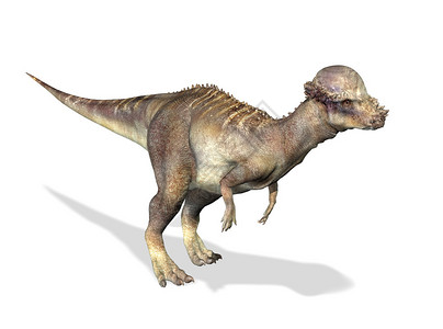 Pachycephalosaurus的光学3D真伪在白色背景上图片