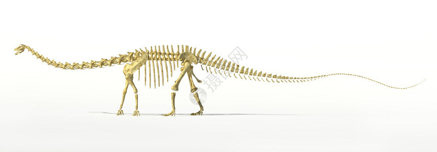 恐龙完全骨架的摄影和现实图片
