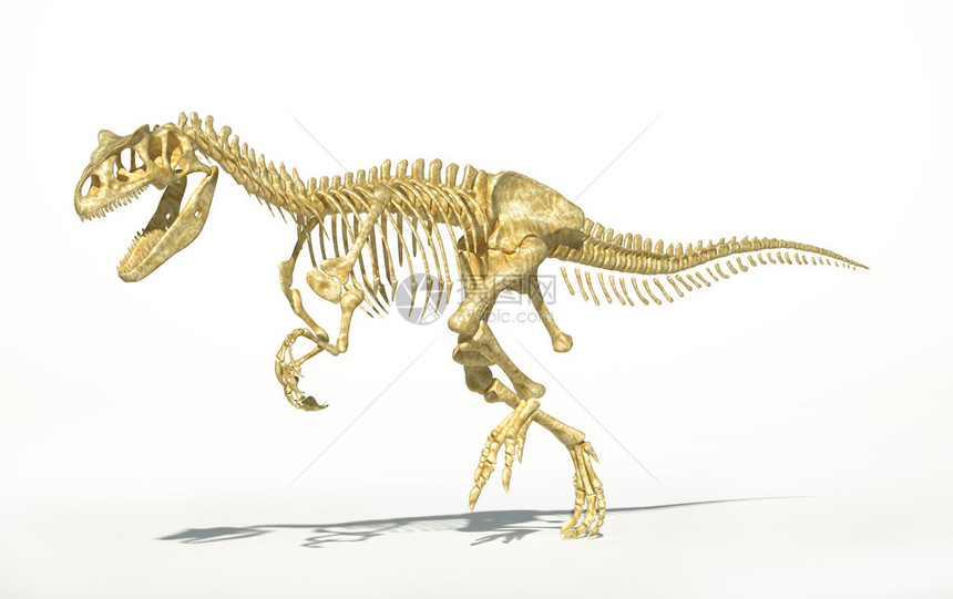 阿龙恐骨骼摄影现实图片