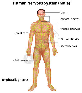人类神经系统的插图图片