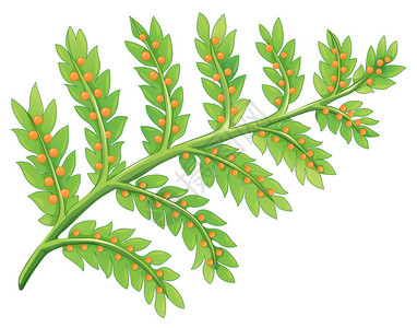 奥维耶多蕨类植物的插图插画
