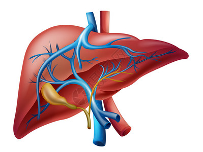 人类内部肝脏的插图高清图片