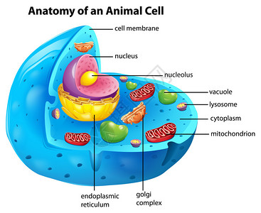 康泽特豪斯动物细胞的解剖图插画