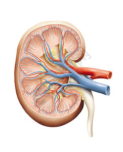 莱昂内尔人体肾脏横截面的计算机插图设计图片