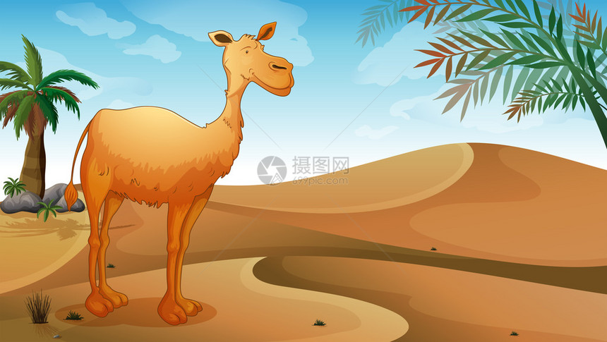 骆驼在沙漠中的插图图片