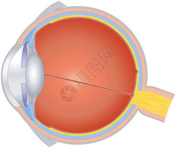 屈光度具有所重要组成部分的感觉器官的横截面设计图片