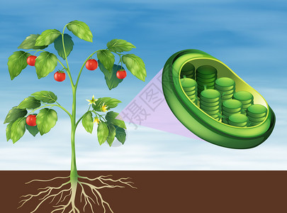 植物中叶绿体的插图图片