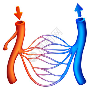 脂氧合酶显示血液循环的插图设计图片