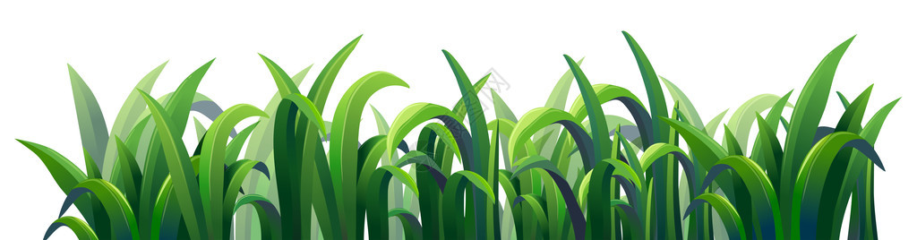 白色背景的绿色长青草地插图图片
