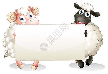 两只羊在白色背景上举着空横幅的插图图片