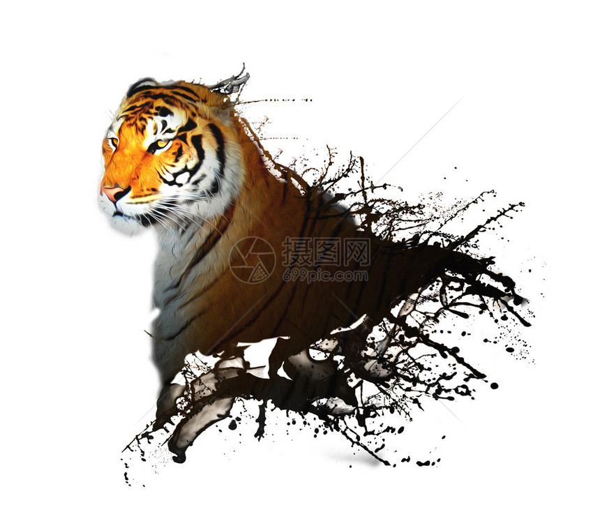 素描效果的老虎照片图片