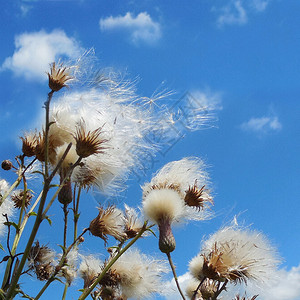 西宁白模糊的野生花朵在蓝天空背景插画